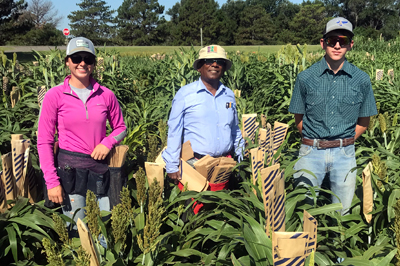 2020 Sorghum Project